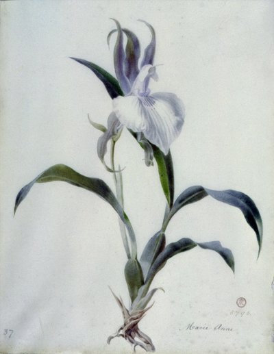 Flower Pieces by Marie Anne